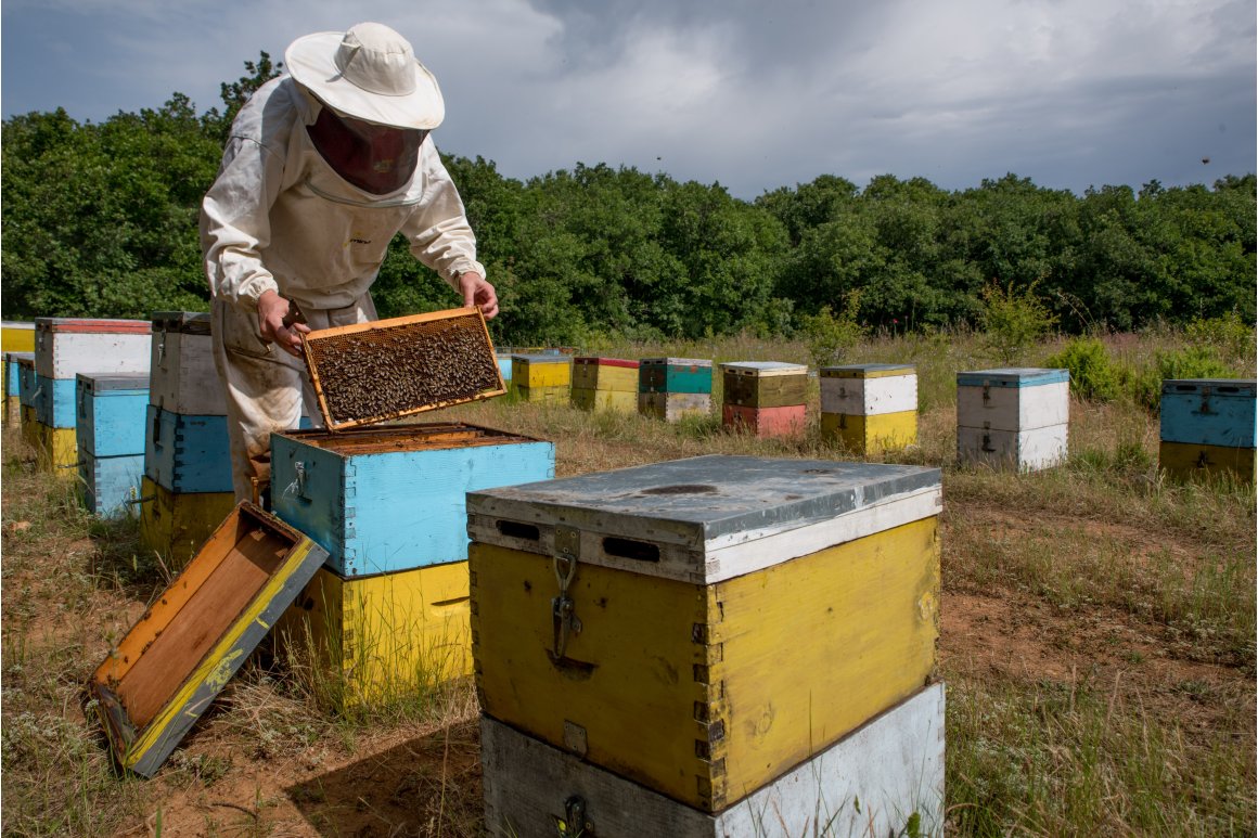 Nu 15% rabat p� �kologiske honning